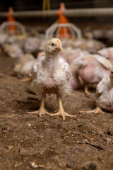 a poultry farm where meat breeds of broiler chickens are grown for industrial meat production