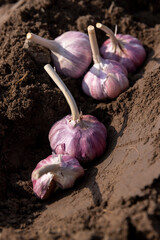 a large amount of garlic planted in a row in the field during sowing , soil preparation and garlic...