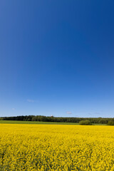 field with rapeseed flowers in sunny weather in summer season, yellow field with flowers against a blue sky