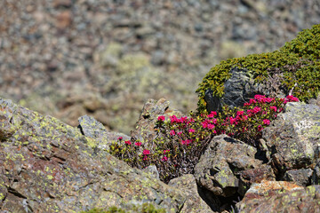 Fureginous Rhododendron in the rocks