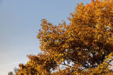 oak tree growing in the park in the autumn , blue sky, long oak branches with yellowing foliage in sunny weather in autumn
