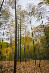 Tall bamboo forest with golden leaves and a ground covered in dry foliage on a calm overcast day