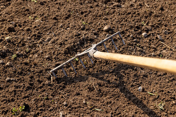 garden tools rake during tillage in the field, old iron rake with wooden handle during agricultural...