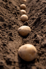 potatoes planted in rows during sowing in agricultural activities, we plant rows of potatoes in the...