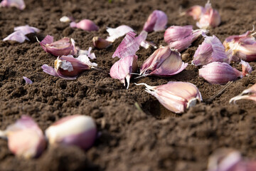 garlic cloves in the field during sowing, soil preparation and violet garlic for planting during farming in the field
