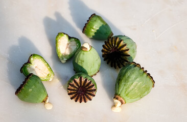 Close-up of green poppy seed pods, some sliced open to reveal interiors, with latex oozing out....