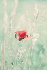 Kwiaty polne, czerwone maki, letnia polana, kolor - czerwień, efekt bokeh. Tło kwiatowe lub ozdoba, dekoracja, tapeta do projektu © anettastar