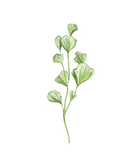 Naklejka premium Cartoon cute sprig twig of fresh green parsley with stem and leaves isolated on white background. Watercolor and pencil hand drawn illustration sketch