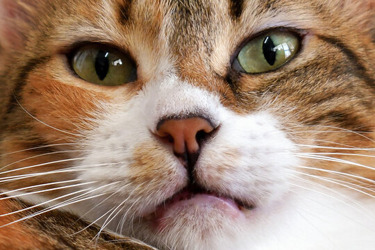 Cat face close up. Thoughtful face of calico cat. - Powered by Adobe