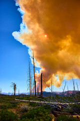 Forest Fire Smoke Plume and Sun Over Burnt Trees in Utah Wilderness