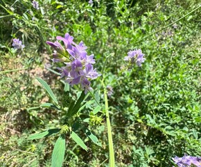 Close-up of a blooming alfalfa plant (Medicago sativa) with clusters of purple flowers and slender...