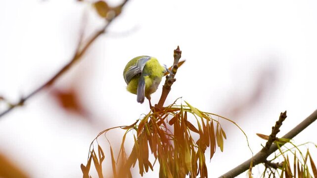 blue tit on a branch in autumn