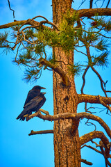 Raven Pair Perched on Pine Branch Against Blue Sky in Wilderness Setting