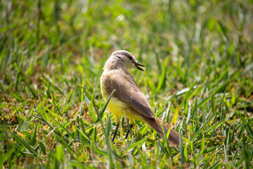  Suiriri-cavaleiro (Machetornis rixosa). Ave