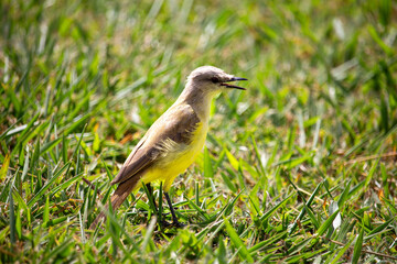  Suiriri-cavaleiro (Machetornis rixosa). Ave