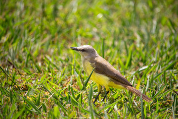 Suiriri-cavaleiro (Machetornis rixosa). Ave
