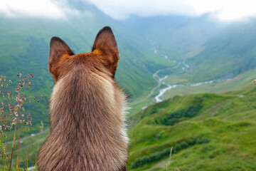 CLOSE UP, PORTRAIT: Brown shepherd dog gazing over a foggy, mountainous valley. Doggo at a scenic...