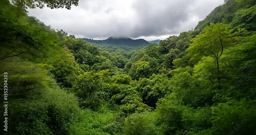 Poster lush green forest scenery showing a vast expanse of trees under an overcast sky view from a forest e