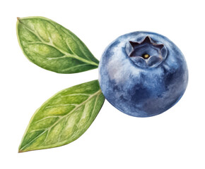 Obraz premium blueberry seed png blueberry fruit png berry seed png wild berry png blueberry plant png natural seed png transparent background image