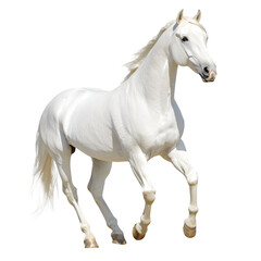 Obraz premium horse on a transparent background.PNG