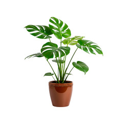 Indoor Monstera Plant Decor Isolated On Transparent Background.
