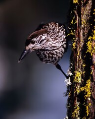 birds on a tree branch at night