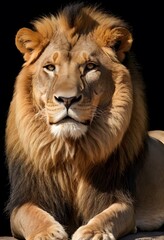 Fototapeta premium Majestic Male Lion Close-Up Portrait for wildlife publications, educational materials, posters, or conservation campaigns.