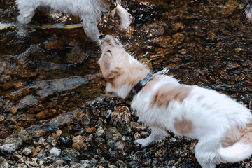 The Dog Shake Itself Dry