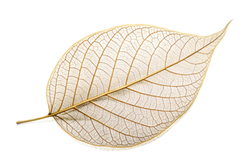 Delicate skeleton leaf with intricate golden veins on black background isolated on a transparent background