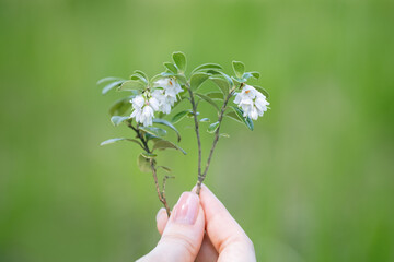 a branch with wild white flowers in a woman's hand, blooming lingonberry, Scandinavian berry,