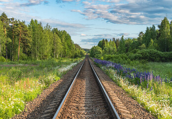 Railroad rails stretching into the distance, between trees, grasses and flowers.