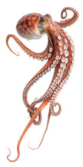 Side view of a reddish-brown octopus with white suckers and curled tentacles isolated on a transparent background
