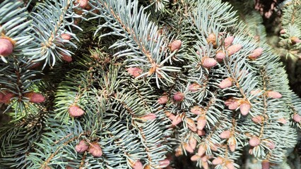 Branches of a blue spruce with young pink cones. Coniferous twigs in close-up. Flowering of...