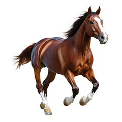 Obraz premium horse on a transparent background.PNG