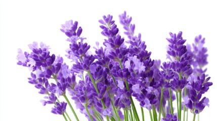 A beautiful bouquet of fresh lavender flowers. This image captures vibrant purple hues and delicate petals. Perfect for nature themes, wellness, or floral designs. AI