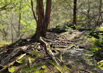 Tree Roots in the Forest