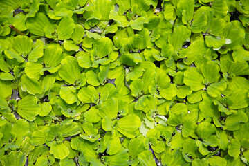Dense cluster of Pistia (water lettuce) floating on the pond surface.