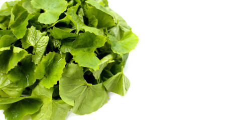 Fresh gotu kola leaves, a traditional herb used to reduce inflammation and support circulation.