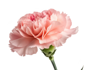 carp png freshwater fish png pond fish png aquarium fish png common carp png aquatic animal png transparent background image