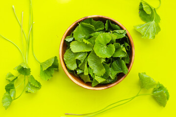 Gotu kola, fresh green leaves