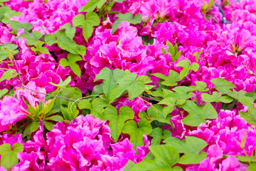 Pink azalea flowers blooming beautifully along a pedestrian sidewalk in Tokyo, Japan