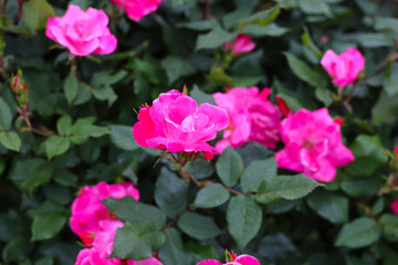 A beautiful rose bush in a public park in Japan