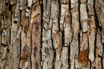 Rough tree bark with deep cracks and natural textures.