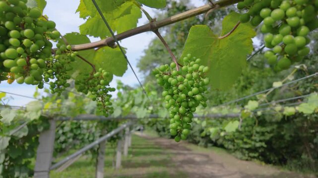 Rows of vibrant albariño grapevines thrive under the summer sun in a picturesque vineyard in el salnés, cambados, spain, promising a bountiful harvest