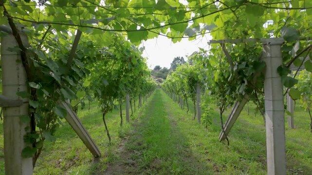 Rows of vibrant albari&ntilde;o grapevines thrive under the summer sun in a picturesque vineyard in el saln&eacute;s, cambados, spain, promising a bountiful harvest