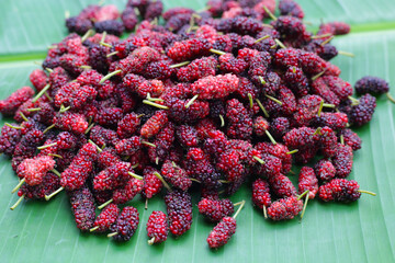 Fresh mulberry on white background.