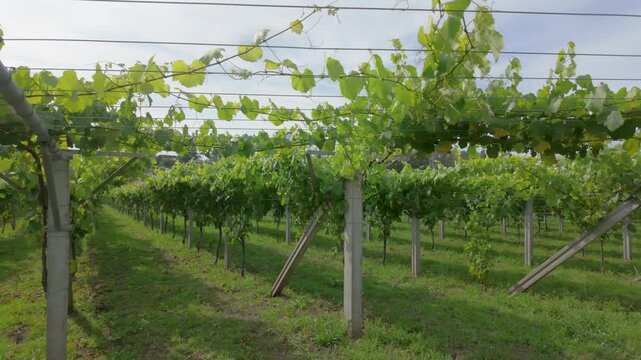 Rows of vibrant albari&ntilde;o grapevines thrive under the summer sun in a picturesque vineyard in el saln&eacute;s, cambados, spain, promising a bountiful harvest