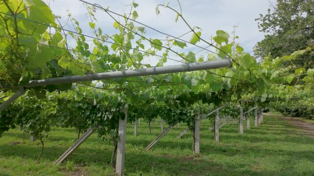 Rows of vibrant albari&ntilde;o grapevines thrive under the summer sun in a picturesque vineyard in el saln&eacute;s, cambados, spain, promising a bountiful harvest