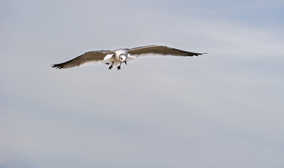 Seagull Pacific Coast Seabird White Flying Spreading Wings Soaring Closeup