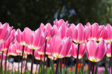 Beautiful tulip flower in the park
